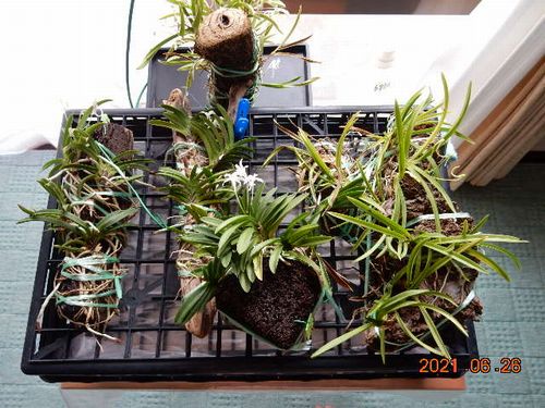 �t�E�������ؒ���