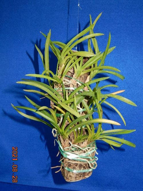 �t�E�������ؒ���