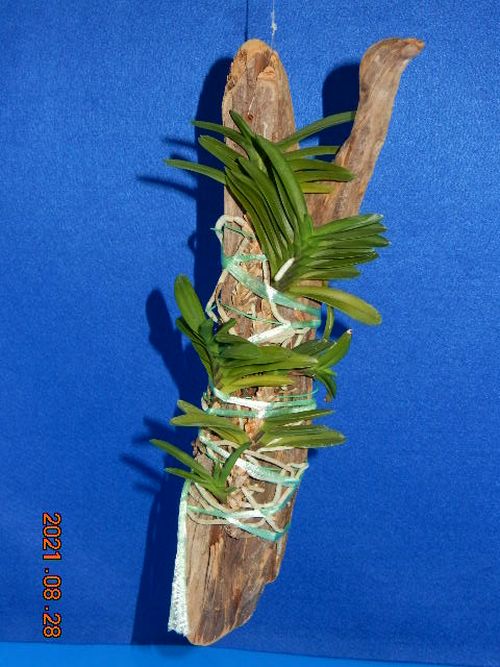 �t�E�������ؒ���