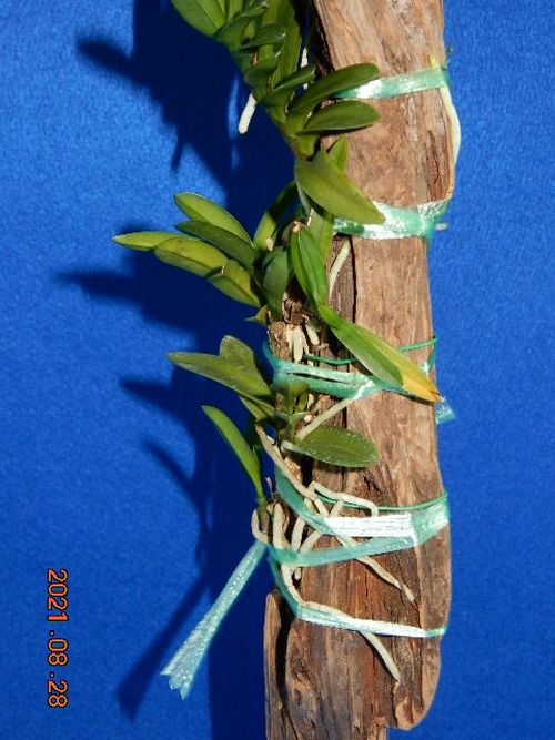 �t�E�������ؒ���