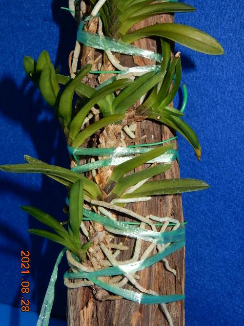 �t�E�������ؒ���