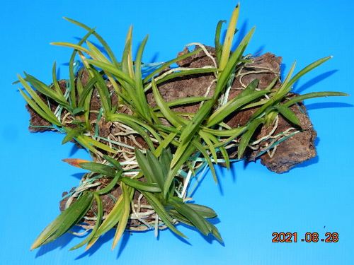 �t�E�������ؒ���