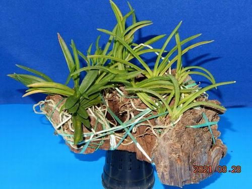 �t�E�������ؒ���