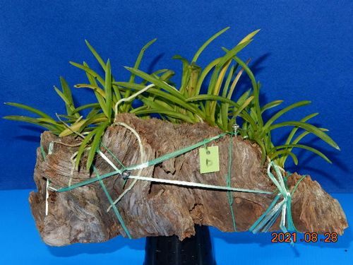 �t�E�������ؒ���