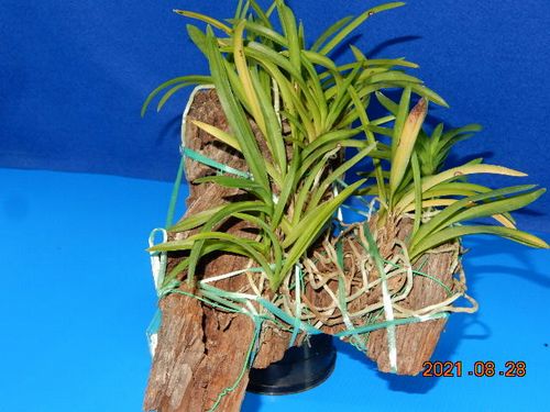 �t�E�������ؒ���