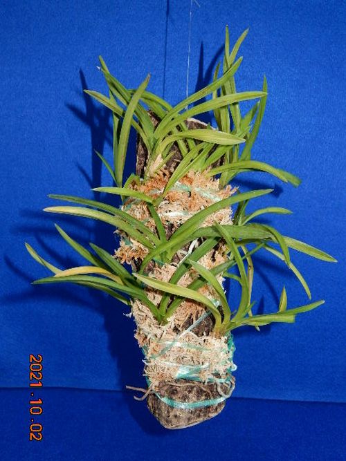 �t�E�������ؒ���